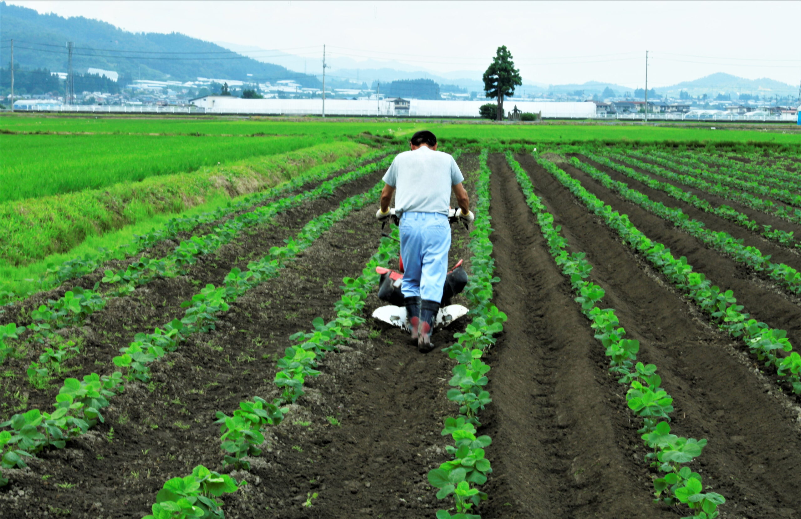 特定技能外国人は派遣で雇用できるのか